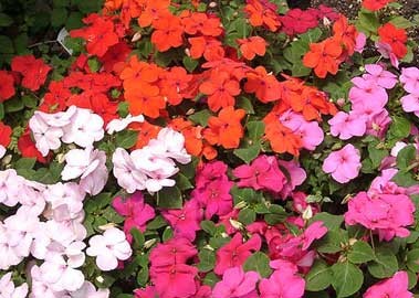 IMPATIENS WALLERIANA